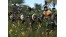 Скриншот №20 Medieval II : Total War Collection